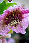 HELLEBORUS TUTU