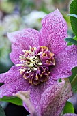 HELLEBORUS TUTU