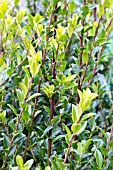 ILEX CRENATA MAXIMA