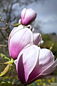 MAGNOLIA ATHENE