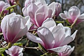 MAGNOLIA ATHENE