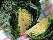 SAVOY CABBAGE (BRASSICA OLERACEA)