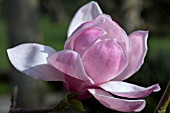 MAGNOLIA SPRENGERI DIVA