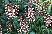 PIERIS JAPONICA BONFIRE