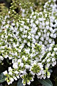 PIERIS JAPONICA DEBUTANTE