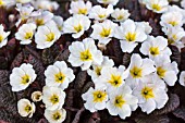 PRIMULA VULGARIS DRUMCLIFFE