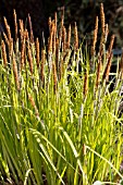 CAREX ELATA AUREA