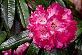 RHODODENDRON FANTASTICA