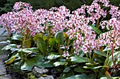 BERGENIA PINK ICE