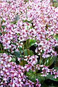 BERGENIA PINK ICE