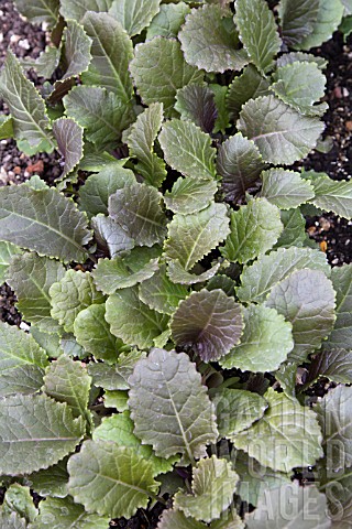 BRASSICA_X_NAPUS_ABESSINISCHER_KOHL_CARINA