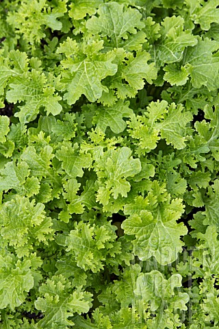 BRASSICA_X_NAPUS_ASIA_SALAT_FEATHER