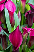 CALLA MAJESTIC RED