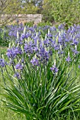 CAMASSIA LEICHTINII CERULEA