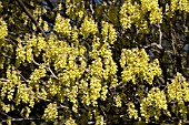 CORYLOPSIS GLABRESCENS