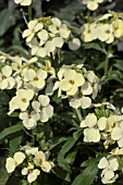 ERYSIMUM WINTER SUN