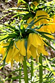 FRITILLARIA IMPERIALIS  LUTEA