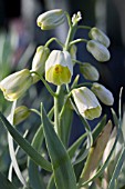 FRITILLARIA PERSICA IVORY BELLS