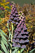 FRITILLARIA PERSICA