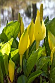 LYSICHITON AMERICANUS