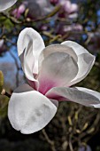 MAGNOLIA ATHENE