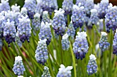 MUSCARI ARMENIACUM LADY BLU