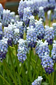 MUSCARI ARMENIACUM LADY BLU