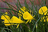 NARCISSUS BULBICODIUM CONSPICUUS