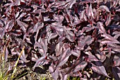 PERSICARIA MICROCEPHALA RED DRAGON