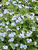 MYSOTIS SYLVATICA,  FORGET ME NOT