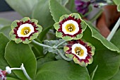 PRIMULA AURICULA GLENELG