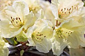 RHODODENDRON WREN