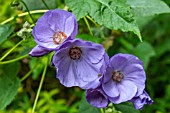 ABUTILON VITIFOLIUM