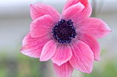 ANEMONE PAVONIA