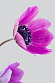 ANEMONE PAVONIA