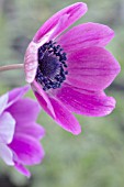 ANEMONE PAVONIA