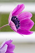 ANEMONE PAVONIA