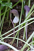 ARISARUM PROBOSCIDEUM