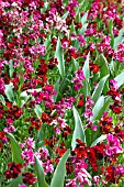 ERYSIMUM RUBY GEM & VULCAN WITH TULIPA SWEET IMPRESSION