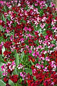 ERYSIMUM RUBY GEM & VULCAN WITH TULIPA SWEET IMPRESSION