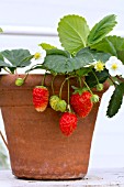 FRAGARIA VESCA ROYAL SOVERIGN