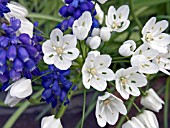 ALLIUM NEAPOLITANUM AND MUSCARI ARMENIACUM,  GRAPE HYACINTH