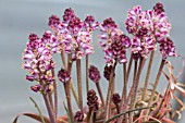 LACHENALIA CONTAMINATA