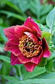 PAEONIA DELAVAYI