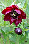 PAEONIA DELAVAYI