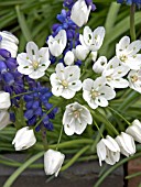 MUSCARI ARMENIACUM,  GRAPE HYACINTH AND ALLIUM NEAPOLITANUM