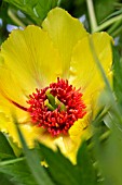 PAEONIA LUDLOWII