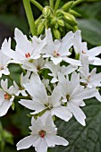 PELARGONIUM ARCTIC STAR