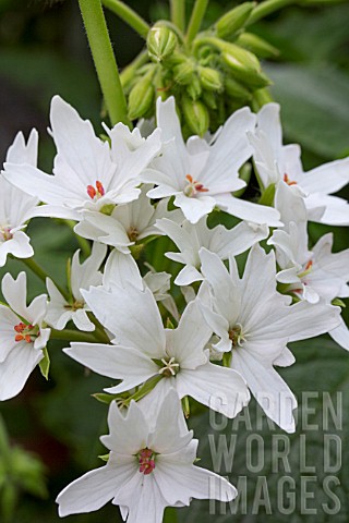 PELARGONIUM_ARCTIC_STAR