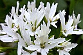 PELARGONIUM ARCTIC STAR